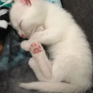 Шотландский котенок мальчик, Худжанд
