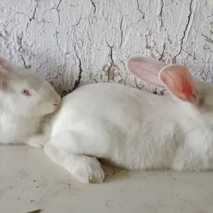 Кролик хиколь, Душанбе