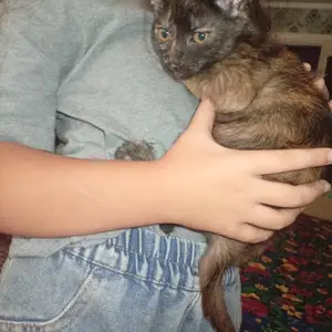 Котенок, Гулистон (Қайроққум)