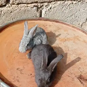 Харгушча 9км, Душанбе