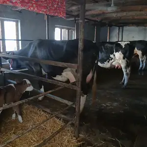 Гов, Худжанд