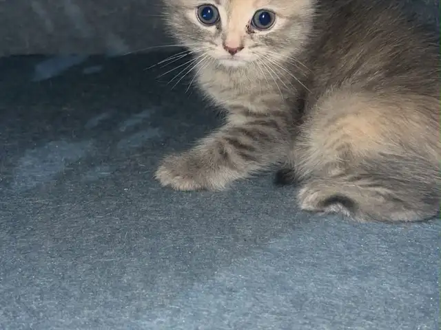 Шотландский вислоухий котенок, Душанбе - 10