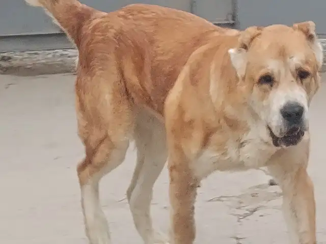 Алабай, Душанбе