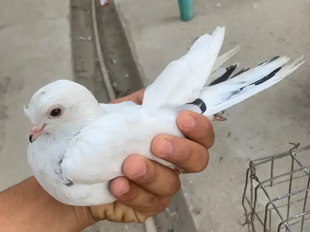 Кафтар, Душанбе