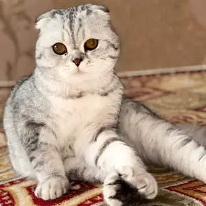 Кот на вязку, Худжанд
