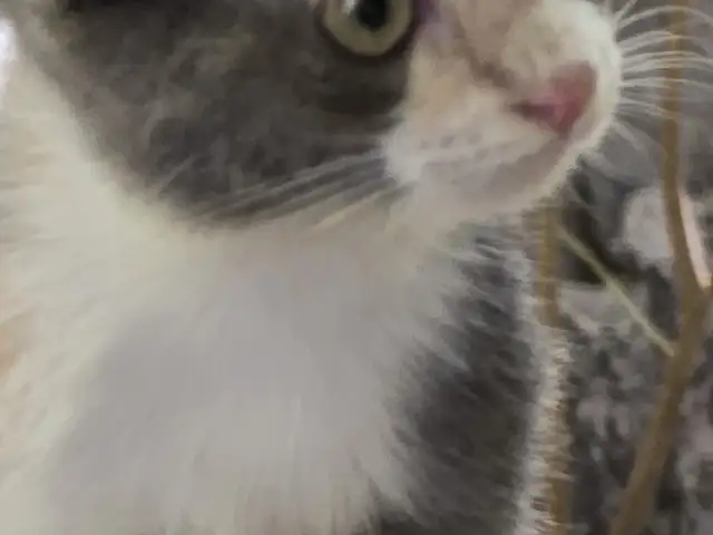 Котёнок, Душанбе