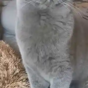 Шотландский кот на вязку, Душанбе