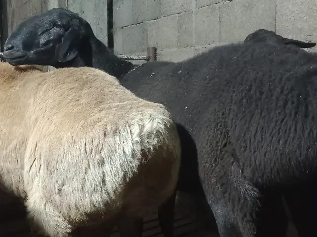 Гӯсфанд, Хуҷанд