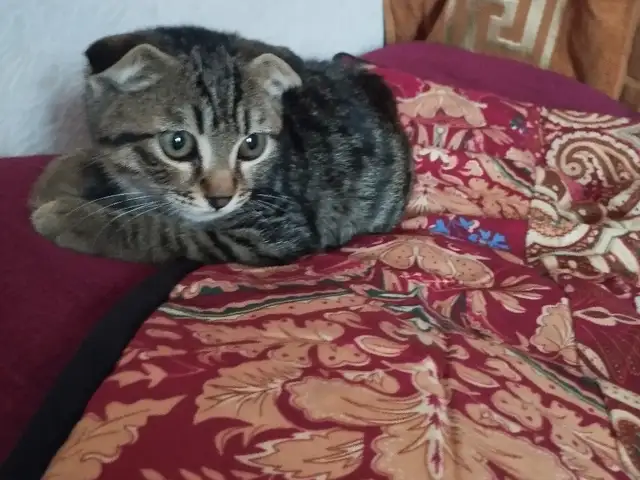 Шотландская кошкка, Душанбе