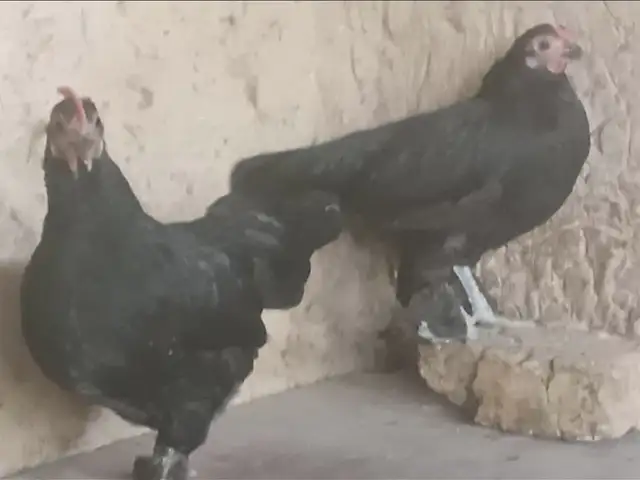 Мург, Душанбе