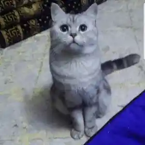 Кот британский шиншилла на вязку, Душанбе