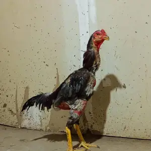 Дакан, Шаҳринав
