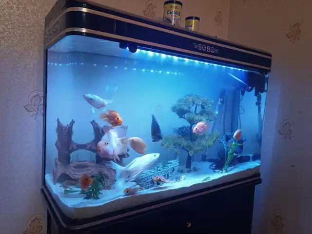 Аквариум Sobo, Исфара