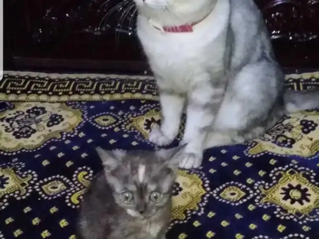 Кот британский шиншилла, Душанбе