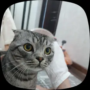 Потерянная кошка, Ваҳдат