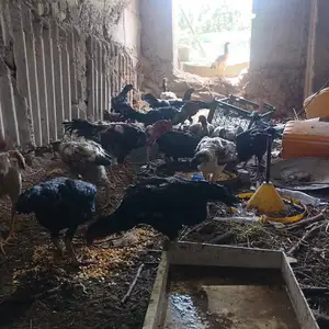 Дакан, Душанбе