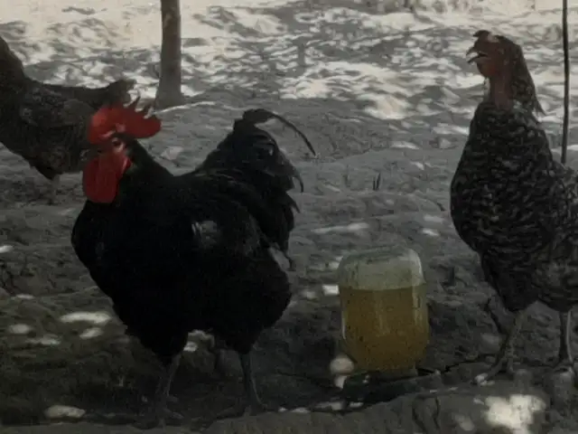 Тухми мург, Ваҳдат