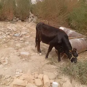 Гуночин, Душанбе