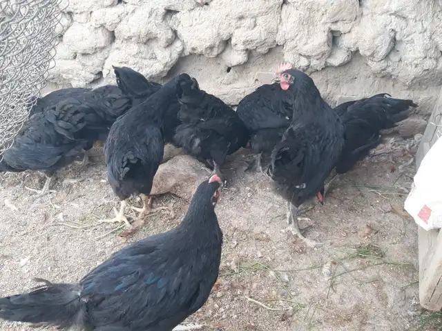 Хуруз, Хуҷанд