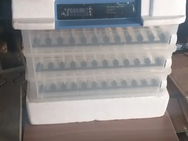 Инкубатор, Конибодом