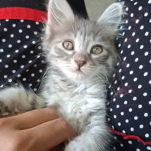 Шотландский котёнок, Душанбе