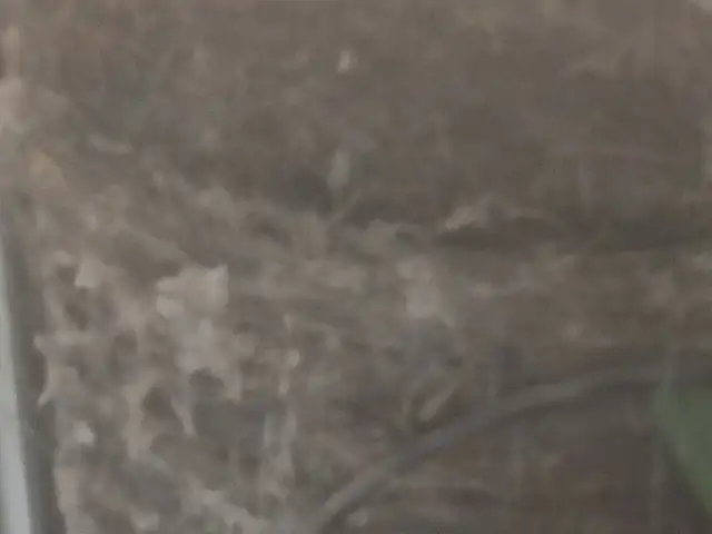 Сим, Худжанд