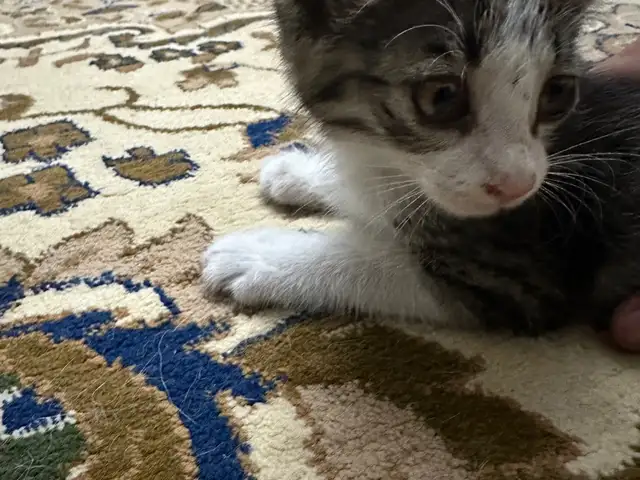 Котенок бесплатно, Душанбе