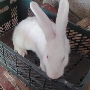 Хиколи мода, Душанбе