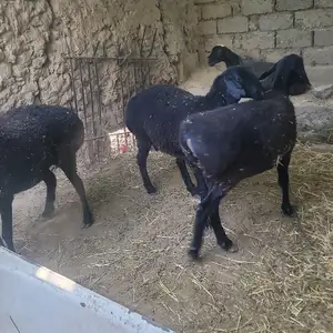 Гусфанд, Душанбе