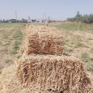 Пресси Алафи табиии, Душанбе
