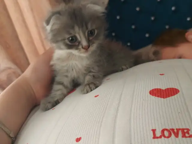 Кошка, Душанбе
