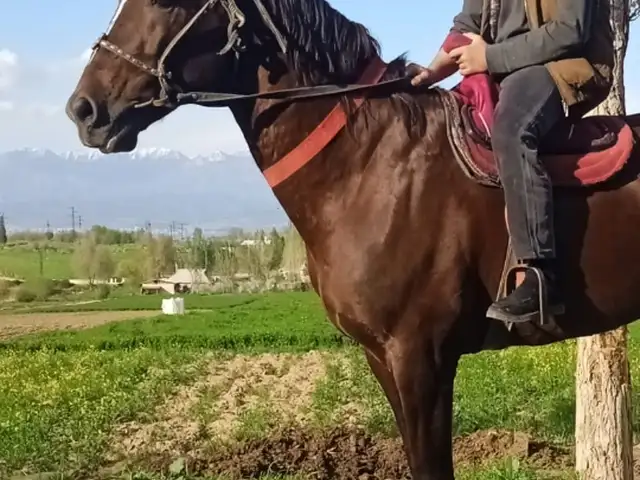Аспи бузи, Файзабад