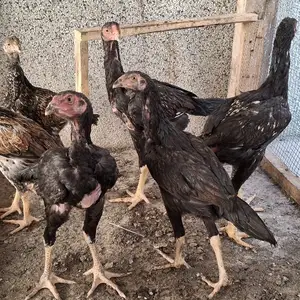 Хурус чучахои даканг, Худжанд