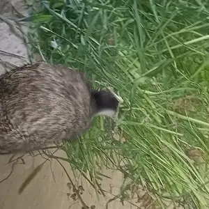Харгуш, Пенджикент