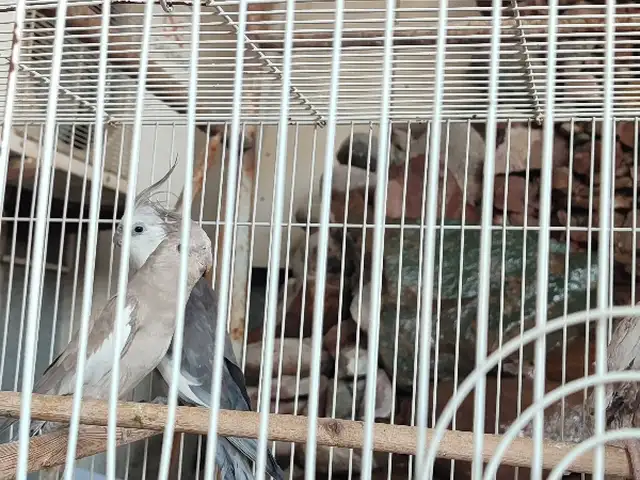 Попугай, Душанбе
