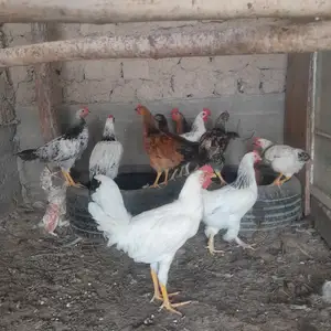 Мург, Бобоҷон Ғафуров