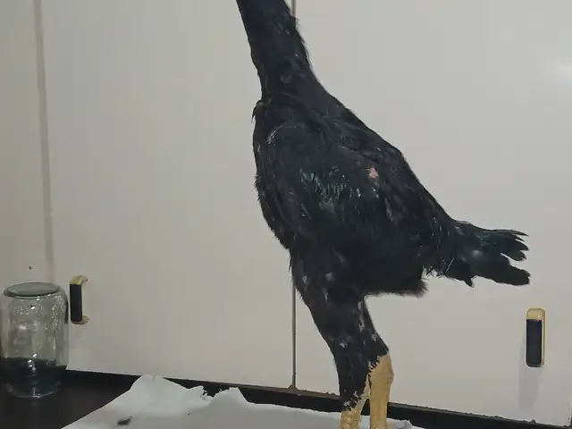 Дакан, Худжанд