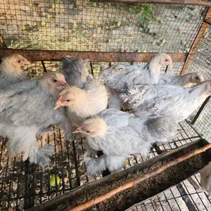 Чучаи брама изабелла, Душанбе