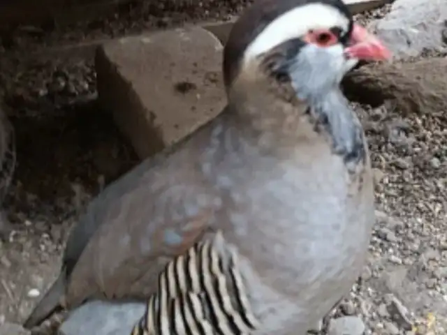Кабк кеклик круз, Канибадам