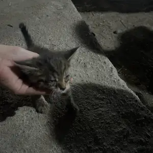 Котёнок даром, Душанбе