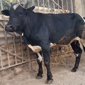 Бука, Душанбе