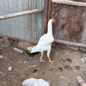 Дакан, Истаравшан