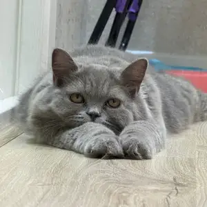 Британская длинношёрстная кошка на вязку, Худжанд
