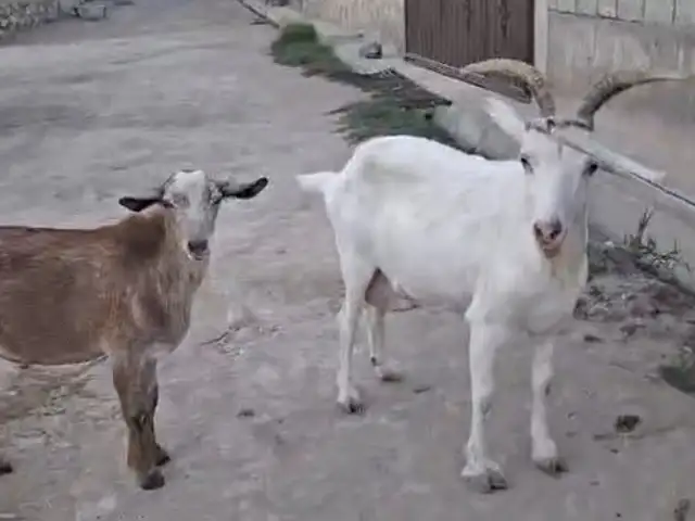 Бузи зааненский, Рашт