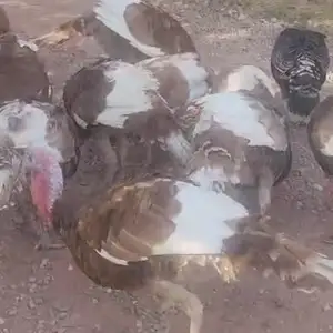 Индюкои сурх бурбонский, Файзобод