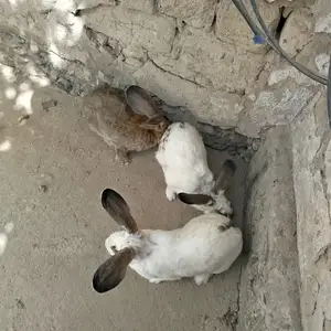 Харгуши великан, Душанбе