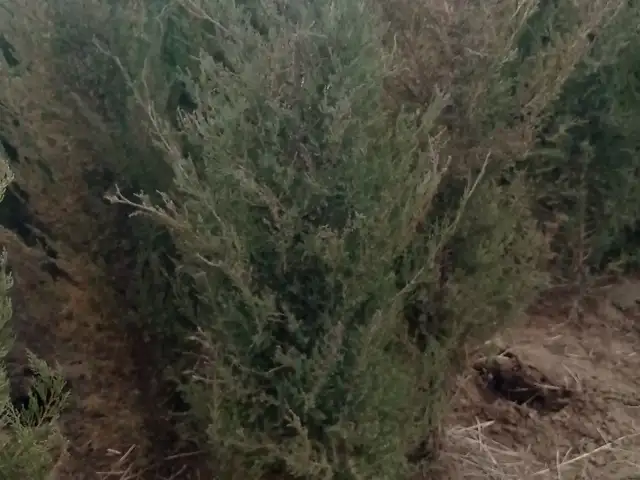 Арча, Хуҷанд