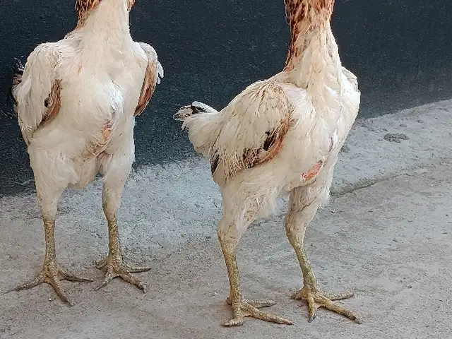 Мургхои Дакан, Хуҷанд