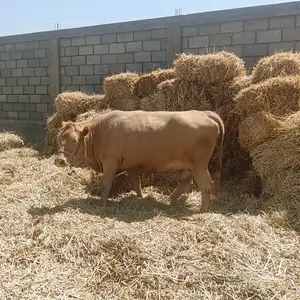 Гови зоти, Канибадам