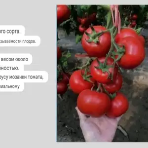 Тухми помидор, Бохтар (Курган-Тюбе)